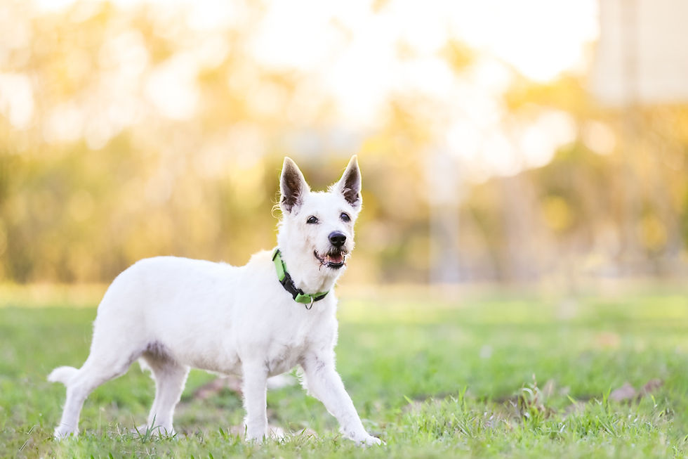 a dog photography session with a small white dog and her owners in Brisbane with jacaranda flowers