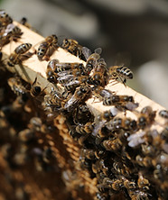 abeilles cadre CETA.JPG