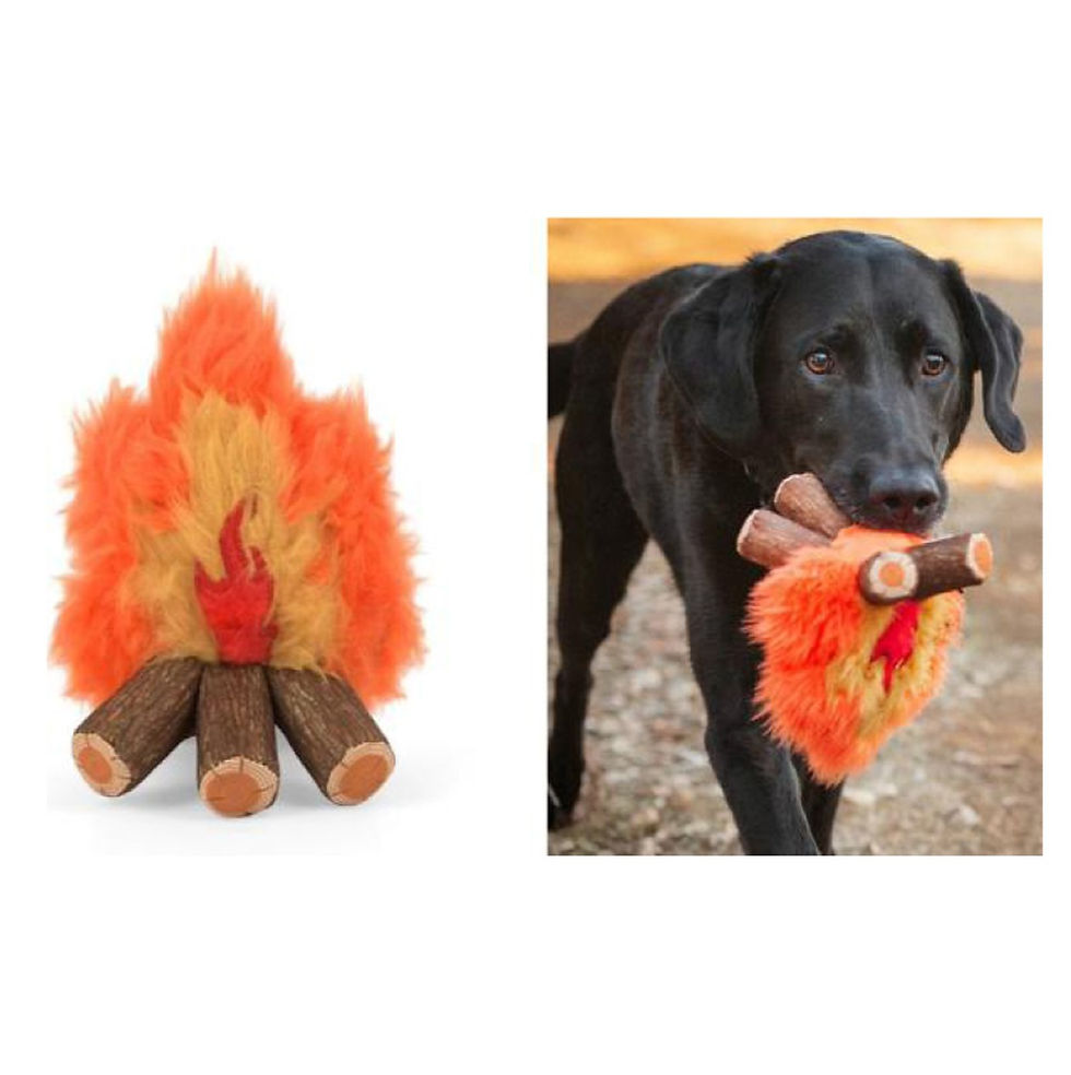 Black Labrador dog outdoors carrying the plush campfire toy in its mouth