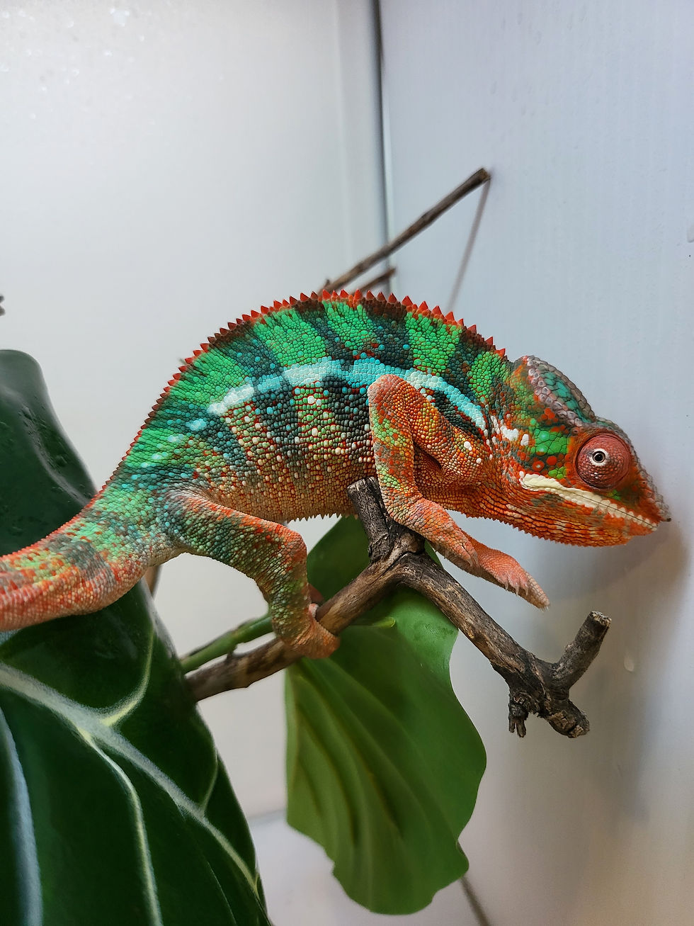 Thumbnail: Ambilobe Panther Chameleon Young Adult (Poe x Miley)