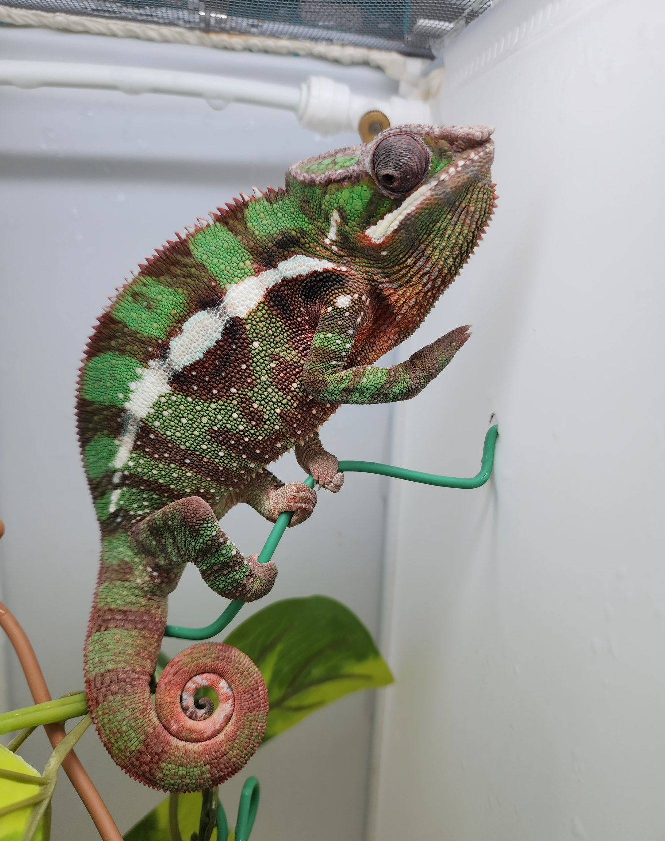 Sambava Panther Chameleon YA Male