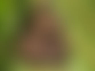 What are pollinators and why are they important?