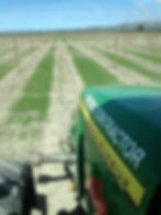Vineyard Development