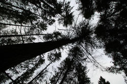 Trees