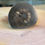 Thumbnail: Ammonite Fossil - 112g - 6 x 6.5cm