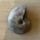 Thumbnail: Opalized Ammonite - 46g - 5.8cm x 4.5cm