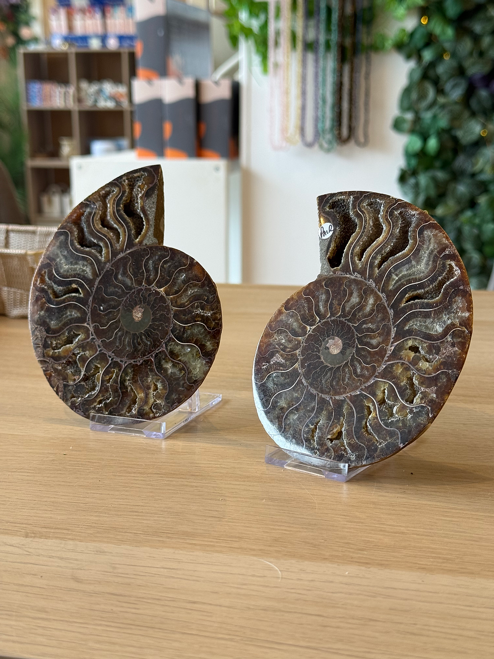 Thumbnail: Ammonite Pair - H13cm x W11cm - 500g