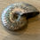 Thumbnail: Opalized Ammonite - 46g - 5.8cm x 4.5cm