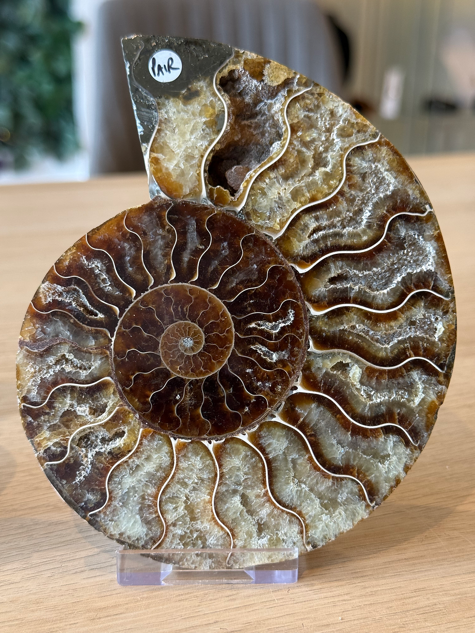 Thumbnail: Ammonite Pair - 13cm x 11cm - 430g