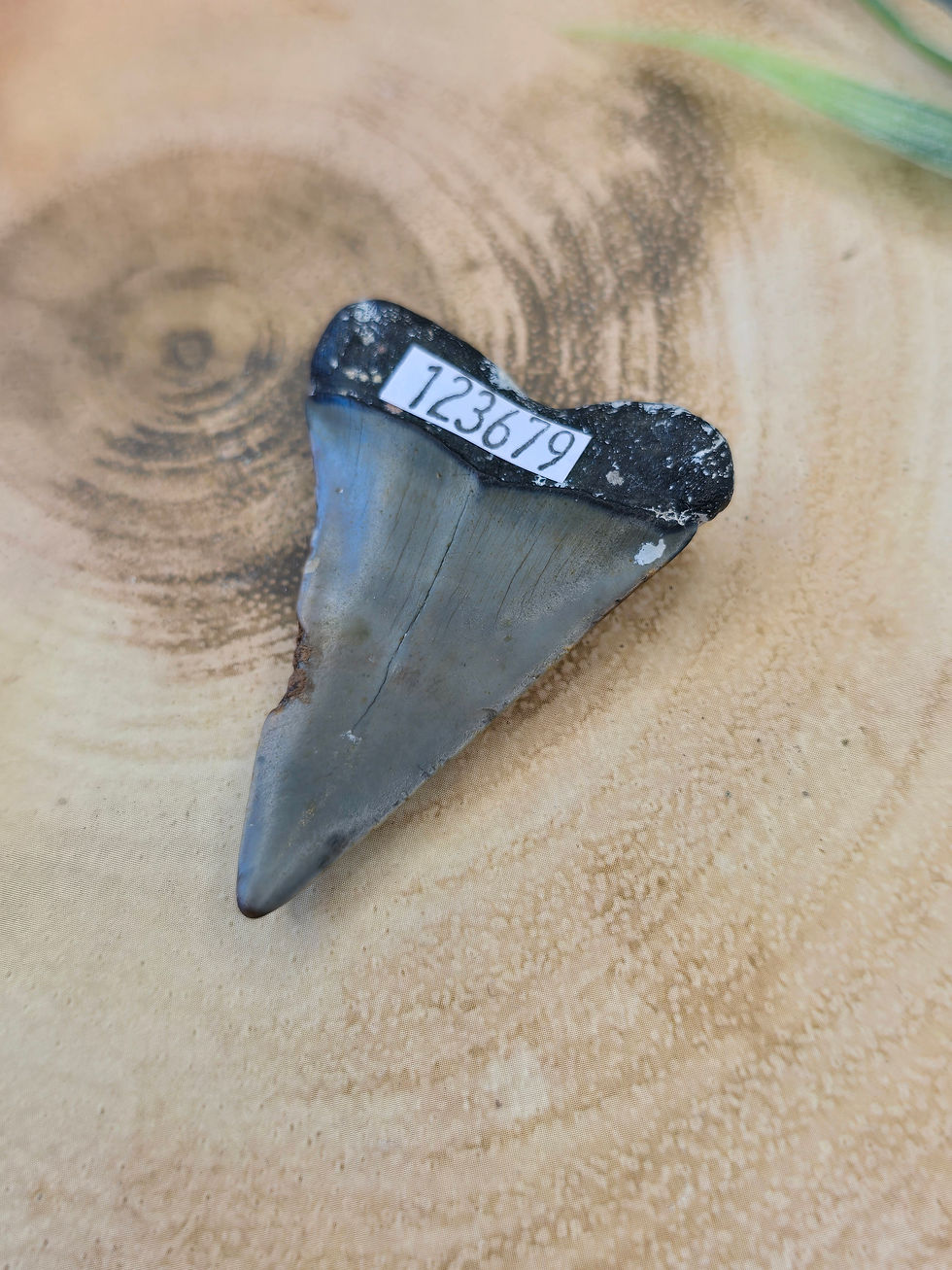 Thumbnail: Mako Shark Fossilised Tooth