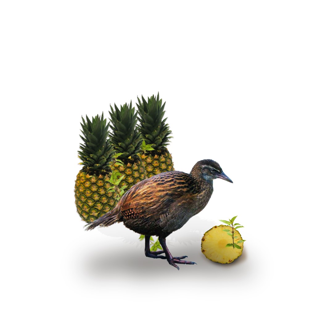 Weka Pineapple (Large)