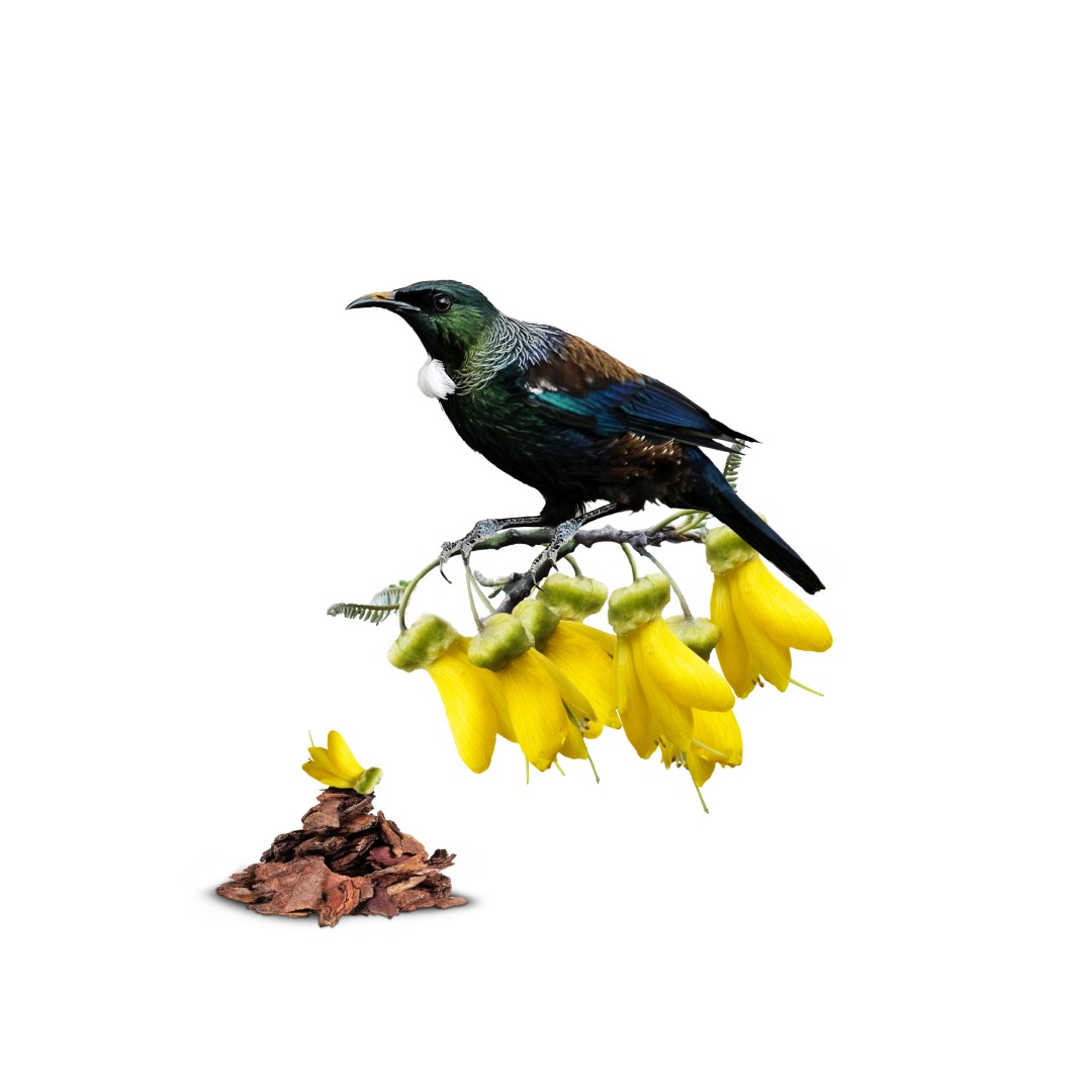 Tui Kowhai (Large)