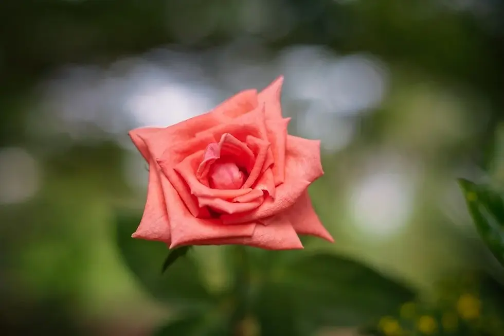 Orange rose.jpeg.webp