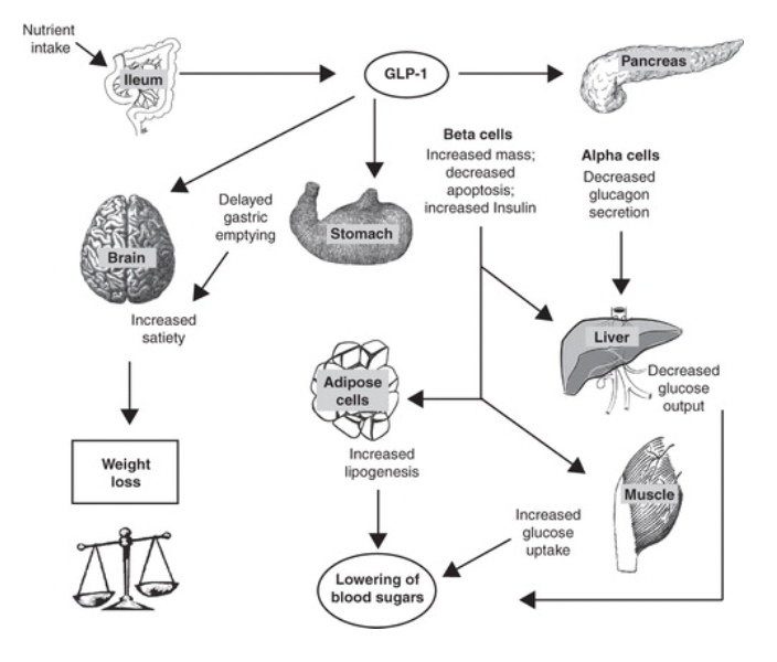 Fig. 2. Garber, The effects of GLP-1 on multiple organ systems, 2012