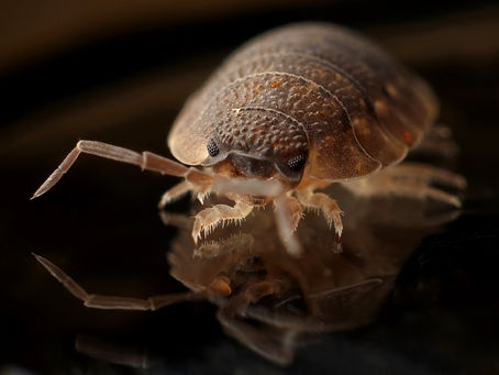 Don't Let the Bed Bugs Bite!