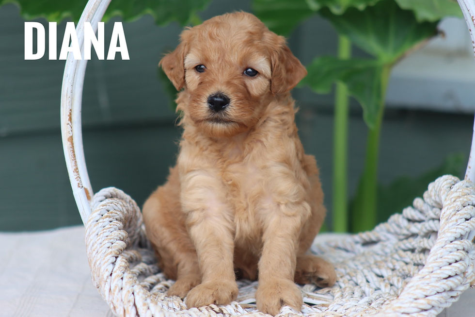Thumbnail: Dora's Pups