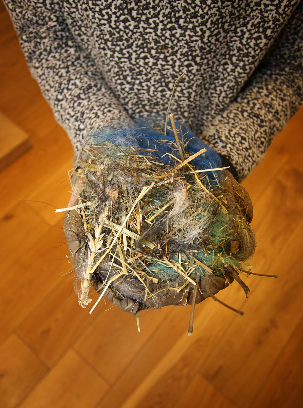 Vom Ei ins Nest und ab in den Vogelalltag