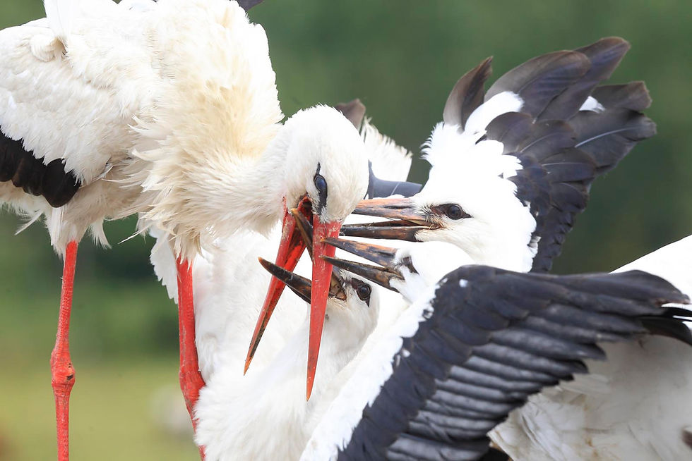 Vortrag: Langzeitforschung am Weißstorch: Erkenntnisse von Ringen und Sendern
