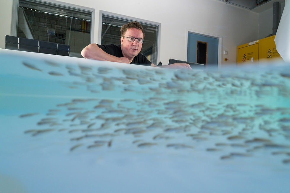 Vortrag: Of fish and fascists: How does swarm intelligence work and why should we care?