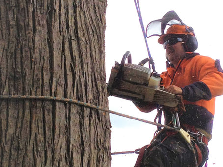 Your trees deserve the best care - Hire a Qualified Arborist in Gippsland.