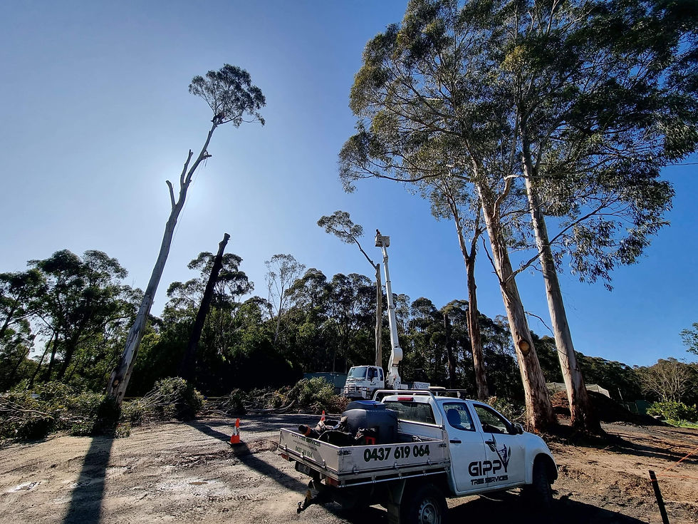 Gippy's Tree Service