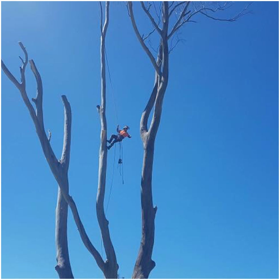 Complex tree removal