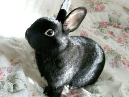 THE CURSE OF AN INEVITABLE LOVE TRIANGLE