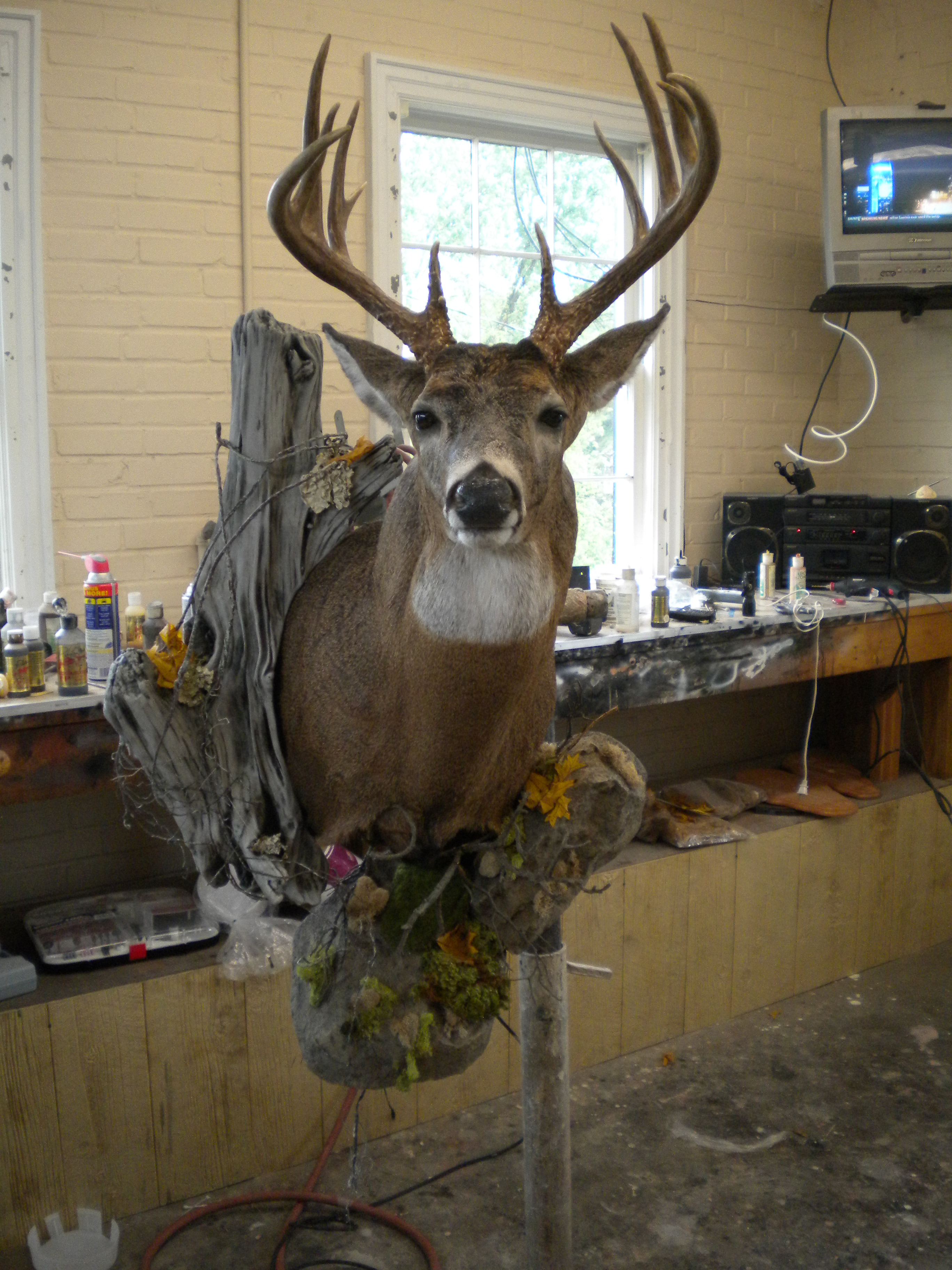 Taxidermy | jenkinstaxidermy