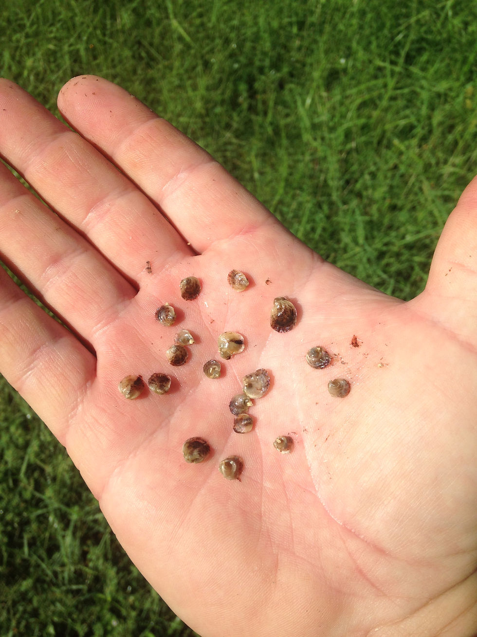 Oyster seed