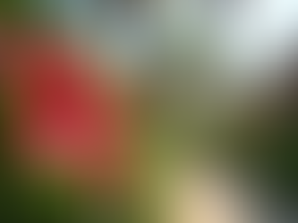 Florida Gardening Tips: Florida Landscaping Ideas for Your Home