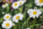 Chamomile & Lavender Aromatherapy