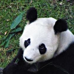 OSO PANDA