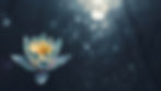 Water lily_edited.jpg