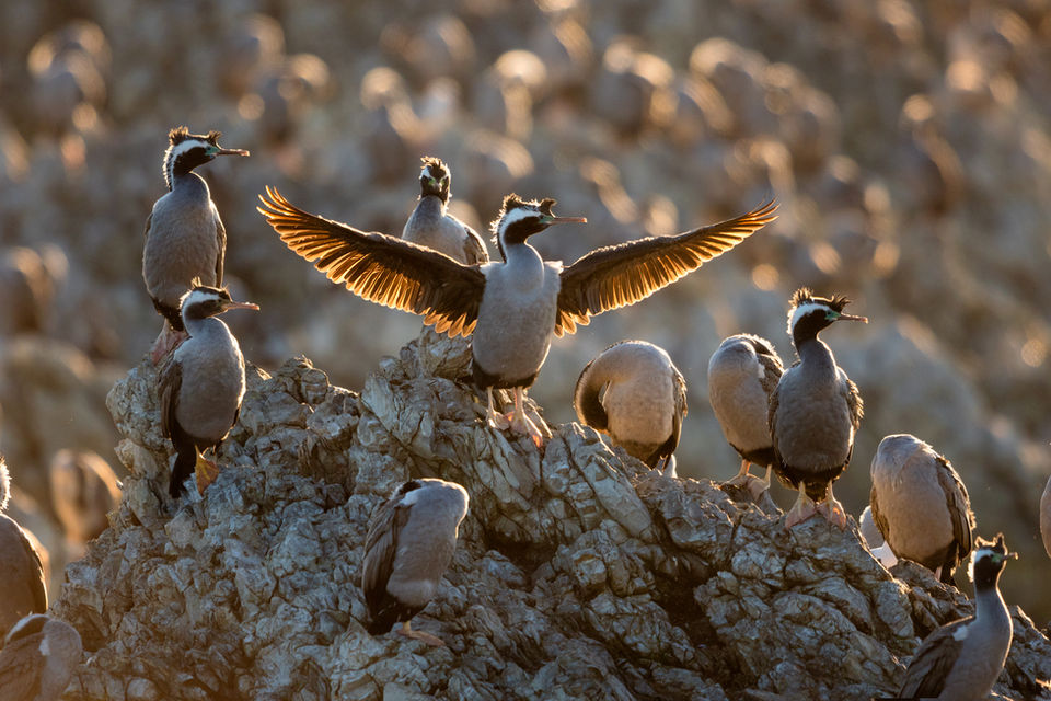 Spotted-shag-wing-flap-kaikoura-morning-1200.jpg