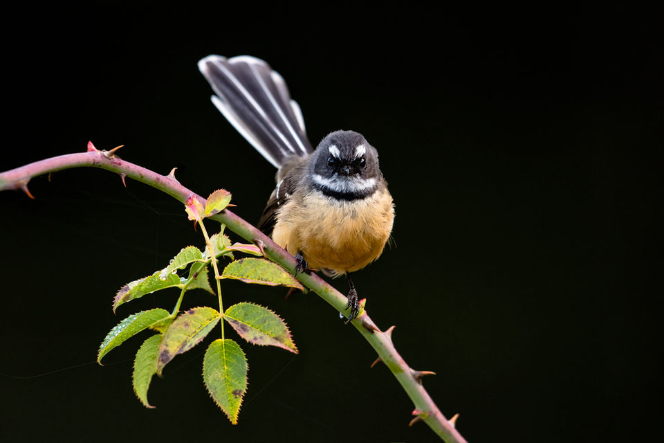NZ fantail