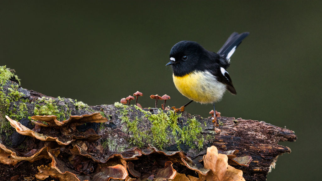 New Zealand birding tour