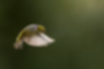 A photo of a silvereye bird in flight.