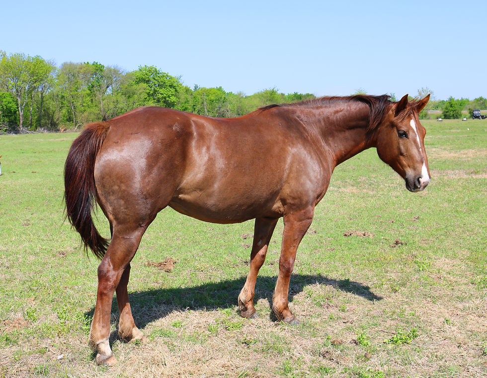 Bartendin Cherry Buck