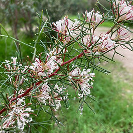 trifurcata