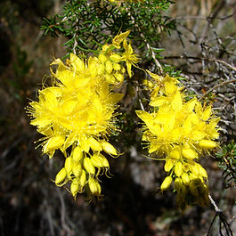flavescens