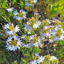 crassifolia