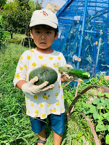 夏野菜収穫