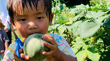 夏野菜収穫、移植