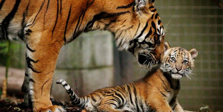 HTBCtiger.jpg