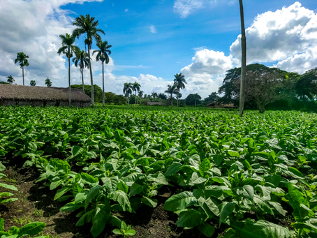 Premium cigar tobacco field and leaf processing for handcrafted Dominican cigars