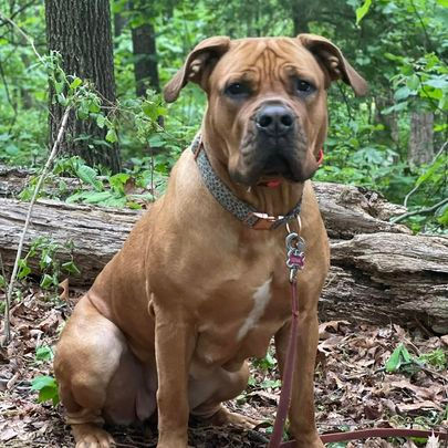Zena Mastiff.jpeg