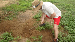 Plantation d'arbres fruitiers