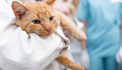 close-up-veterinarian-taking-care-pet.jpg