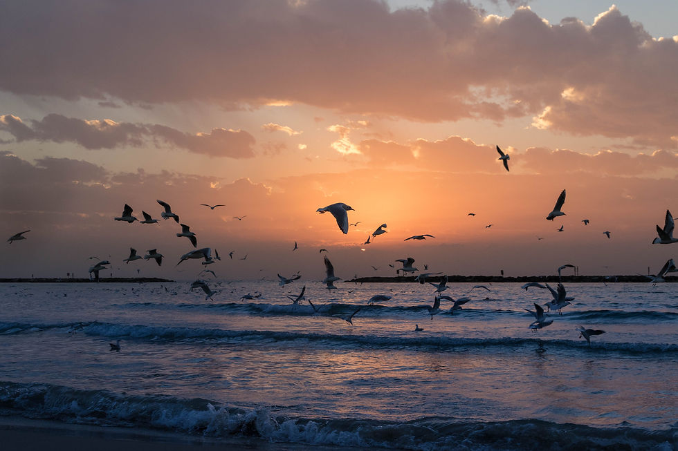 Birds flying above the sea