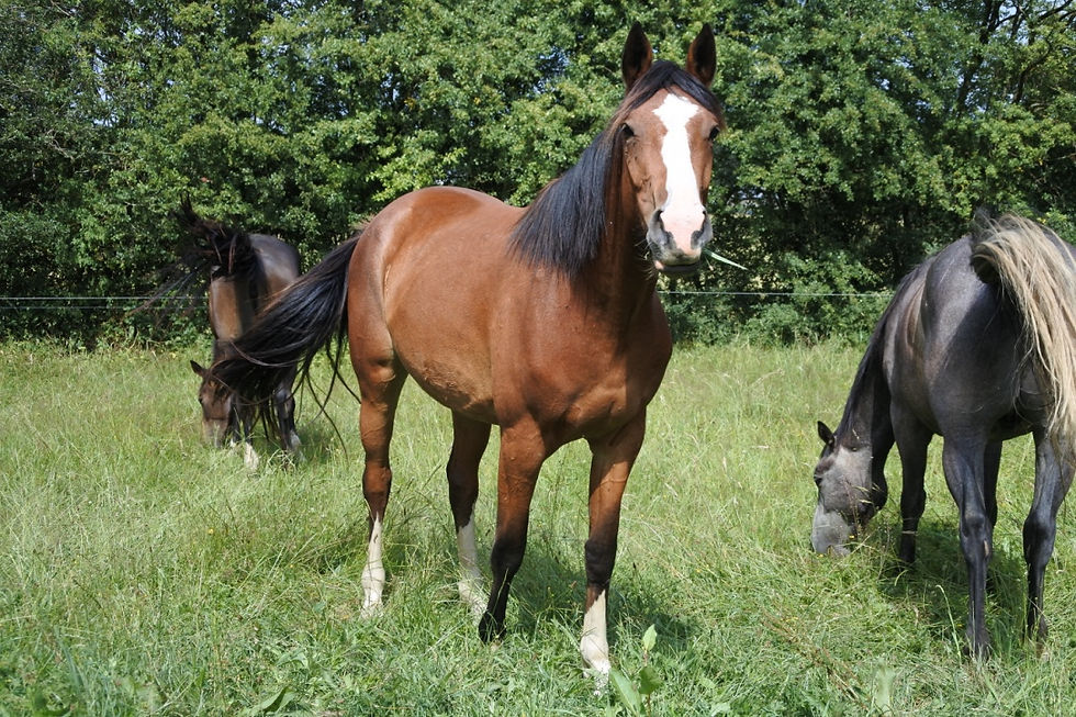 Gabanna 2012